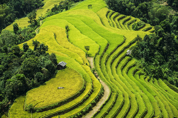 Cũng như Mù Căng Chải, từ cuối tháng 8 đến tháng 9 là mùa lúa chín ở Hoàng Su Phì (một huyện ở Hà Giang). Vào thời điểm này, du khách sẽ choáng ngợp trước vẻ đẹp vừa hùng vĩ vừa hoang sơ của những thửa ruộng bậc thang điệp trùng ở đây.