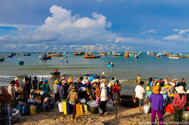 Đến đây bạn cũng đừng bỏ lỡ dịp hòa mình vào phiên chợ cá sôi động đầy màu sắc với đủ những âm thanh rộn rã của một ngày mới.