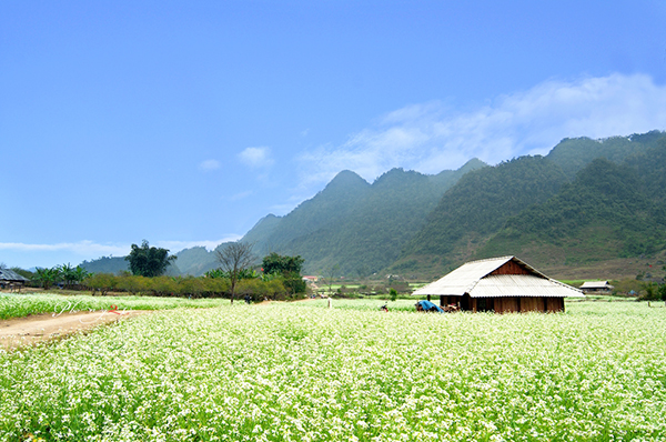 Hoa cải nở nhiều trong thung lũng