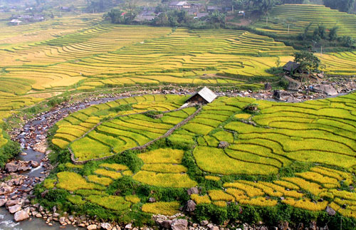 Ruộng bậc thang ở Tả Văn Giáy