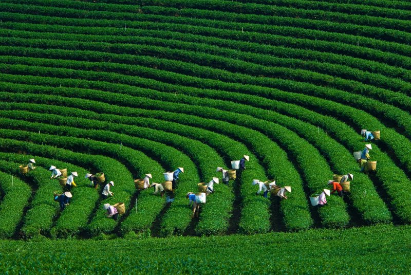 Người dân đang thu hoạch lá chè.