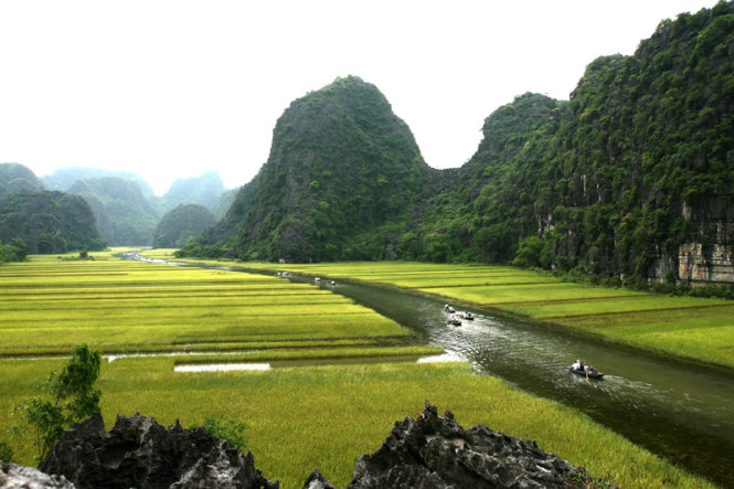 Mùa lúa chín vàng trên sông Ngô Đồng