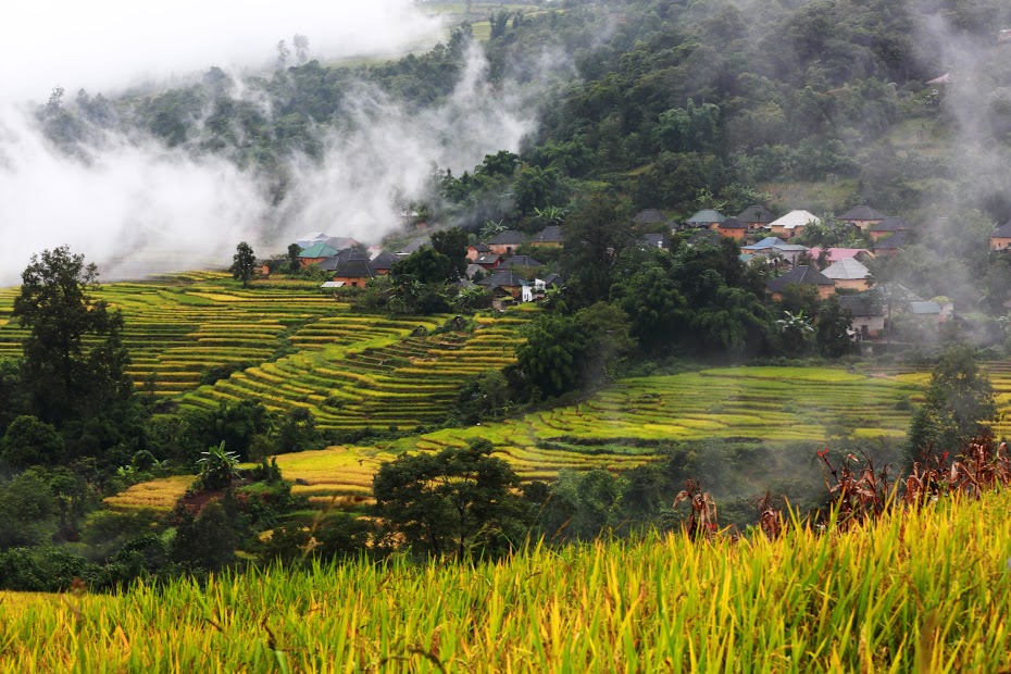 Sau những trận mưa ngắn, mây lại ôm lấy bản làng, lả lướt trên những trên những thửa ruộng bực thang đang vào vụ gặt (Y Tý)