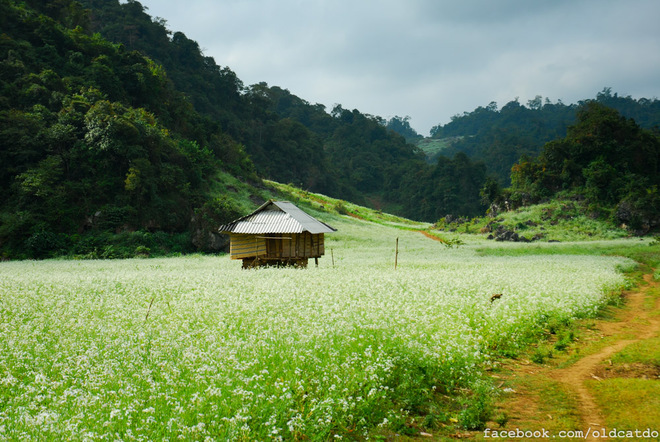 moc-chau-dip-tet-voi-nhung-canh-dong-hoa-cai-trang-tinh-khoi