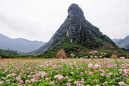 Hoa tam giac mach tai cac dia diem o ha giang7 Hoa tam giác mạch tại một số nơi ở Hà Giang