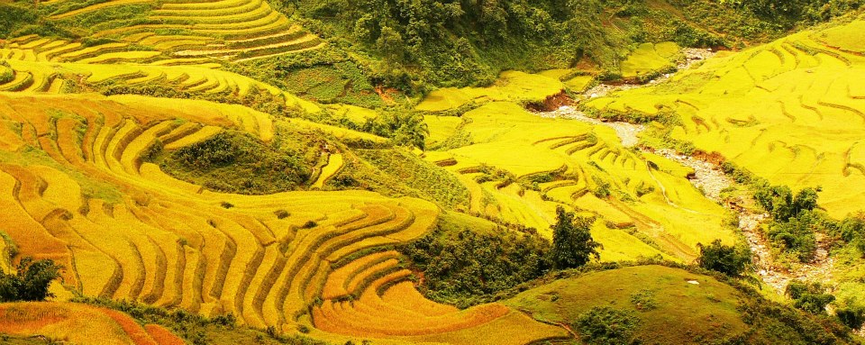 Sapa tháng 9 – 10 là mùa lúa chín vàng trên những thửa ruộng bậc thang.