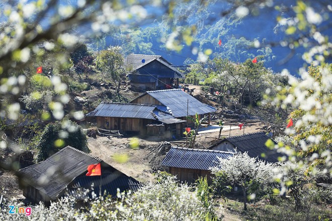 Mộc Châu, hoa mận, mùa hoa