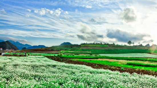 Cao nguyên Mộc Châu xanh mướt.