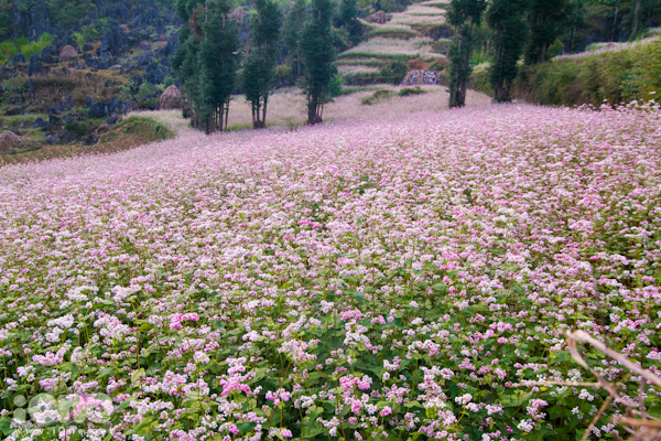 Cánh đồng hoa tam giác mạch.