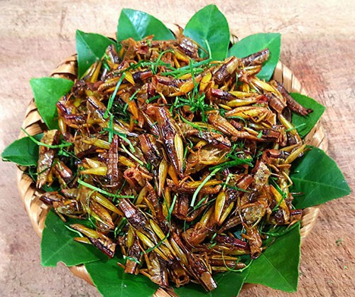 Châu chấu rang 