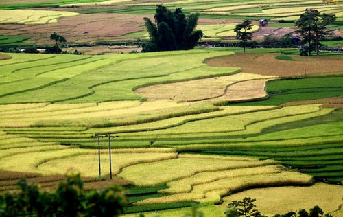 Ruộng bạc thang