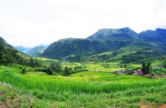 Tuy nhiên, hiện ở Chà Phà, Cát Cát, Sa Pa thời điểm này lúa hãy còn xanh.