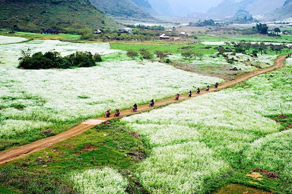 Màu trắng của hoa cải cùng với màu xanh của cỏ tạo nên một bức tranh đẹp rạng rỡ