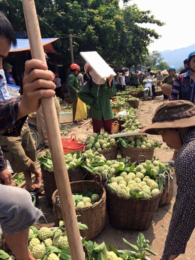 Mặt trời vừa lên nhưng cả chợ na đã sôi động như chợ tết bởi kẻ bán người mua, người gánh, người thồ na tấp nập về chợ 