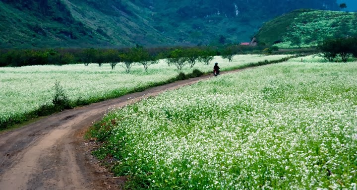 Hoa Cải Phủ Trắng Pa Phách.