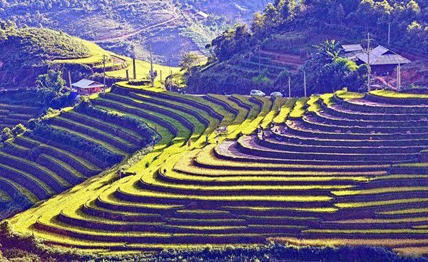 Vivupa tìm hiểu điểm du lịch ruộng bậc thang Tả Van trên Sapa