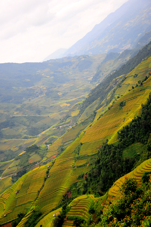 Những bậc thang lên trời ở Mù Cang Chải