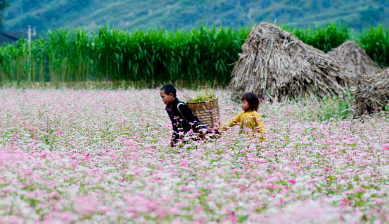 Mùa hoa tam giác mạch hà Giang.