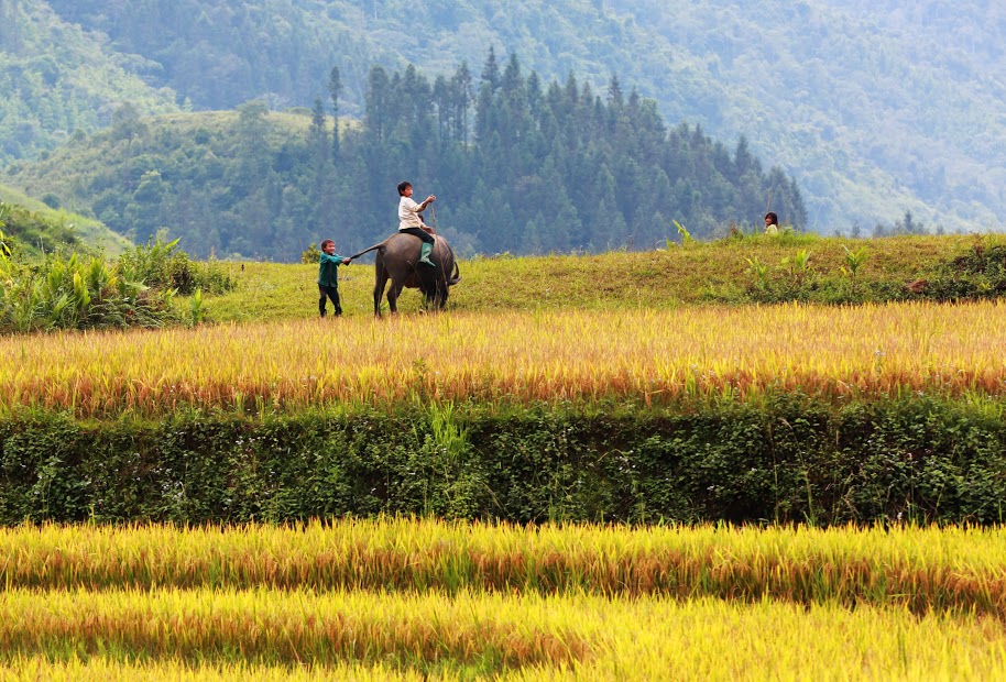 Trẻ chăn trâu trên cung đường từ Y Tý về Sa Pa