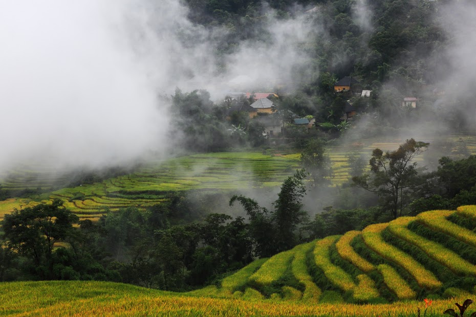 Mùa vàng trên tầng mây