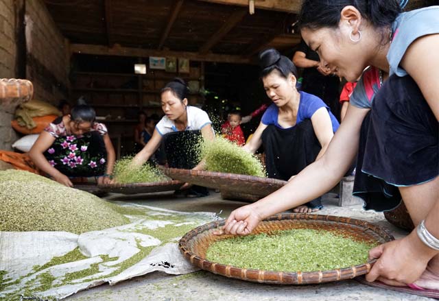 Những bông lúa nếp khi hái về sẽ được tuốt và rang ngay để giữ được hương vị thơm ngon