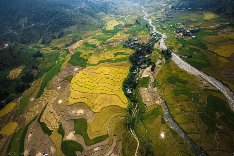 Ruộng lúa chín vàng