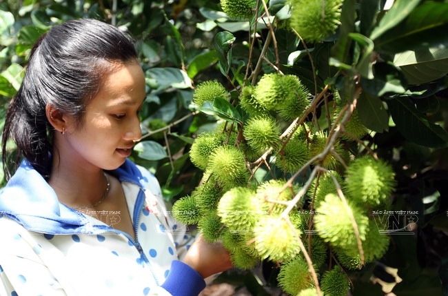 Hoa quả ở cù lao Tân Quy