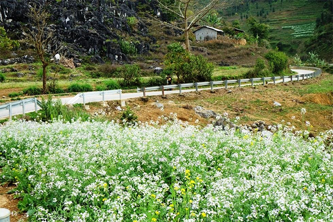 Hoa cải trắng