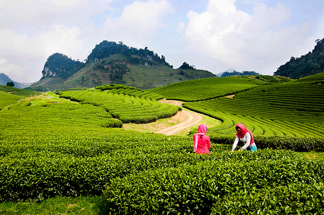 Đồi chè xanh ngắt bạt ngàn ở Mộc Châu, Sơn La.