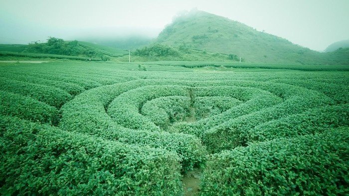 xanh mướt, nương chè, mộc châu, 