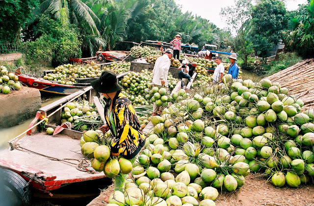 Vườn cây ăn trái Cái Mơn – Chợ Lách.