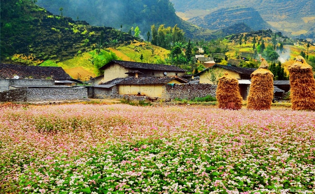 Thung lũng hoa tam giác mạch