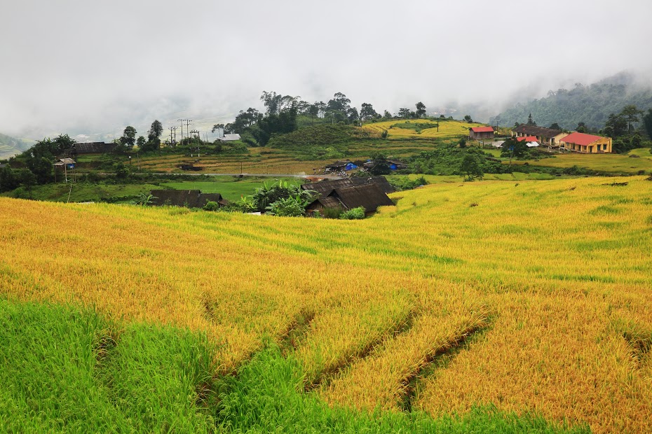 Mùa vàng trong mây tại Y Tý, Lào Cai