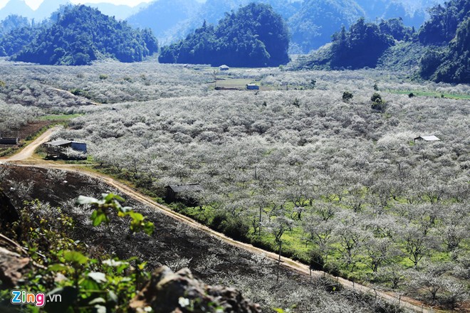 Mộc Châu, hoa mận, mùa hoa