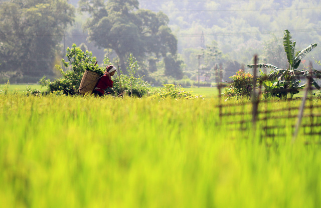 Những cánh đồng lúa chín vàng ở Bản Lác, Mai Châu.