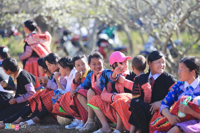 Mộc Châu, hoa mận, mùa hoa