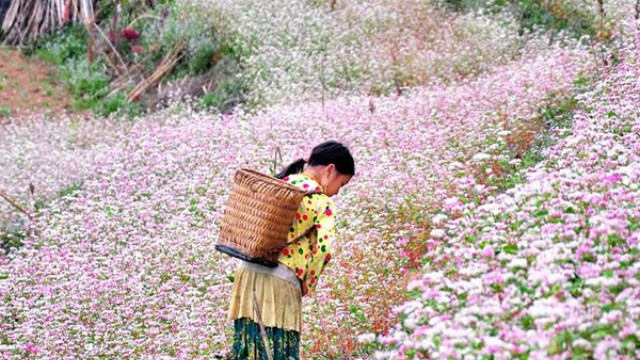 Tam giác mạch chính là nguồn lương thực của người dân nơi đây.