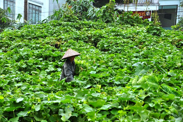 Su su là loại rau đặc trưng ở Tam Đảo