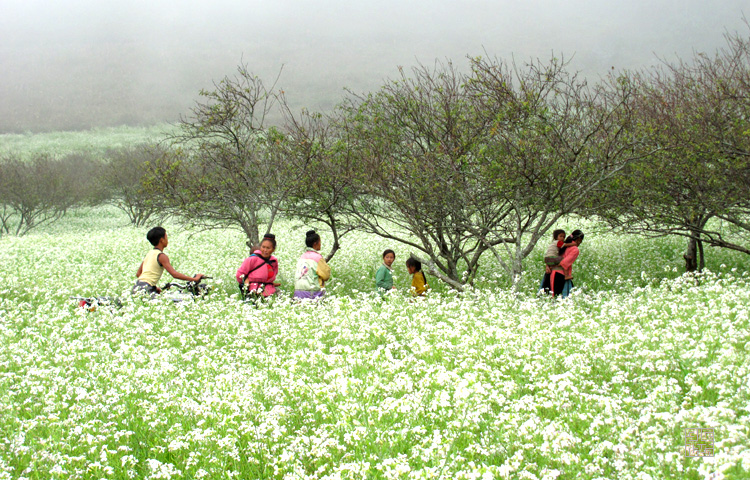 mua hoa cai trang