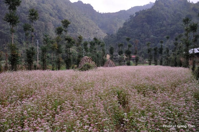 Hoa tam giác mạch ở Lũng Táo.