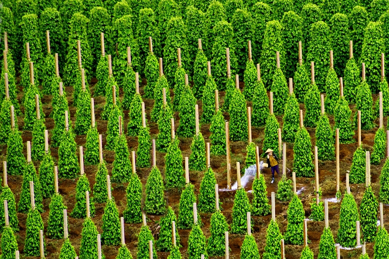 Vườn tiêu cay Phú Quốc.