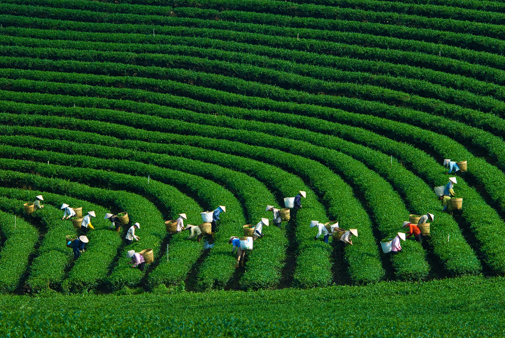 Đồi chè Mộc Châu