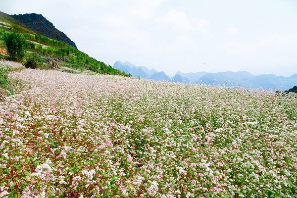 Hoa tam giác mạch.