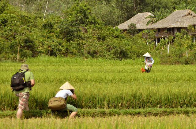 Du khách thích thú chụp ảnh những cánh đồng lúa chín vàng.