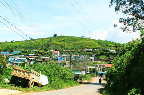 Đà Lạt, hoa dã quỳ, cung đường đẹp