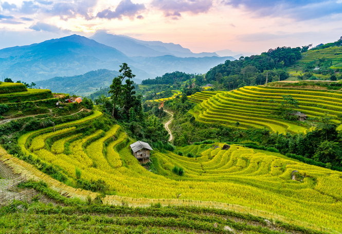 Mùa lúa chín ở Hoàng Su Phì, Hà Giang (ảnh tuoitre.vn)