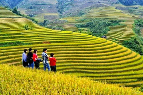 Ngắm và chụp hình những ruộng lúa bậc thang đẹp nhất tây bắc.