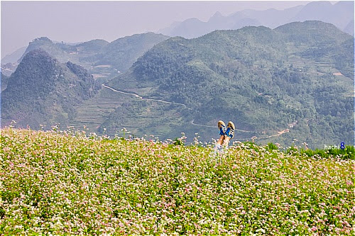 Hoa tam giac mach tai cac dia diem o ha giang1 Hoa tam giác mạch tại một số nơi ở Hà Giang