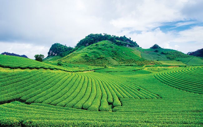 xanh mướt, nương chè, mộc châu, 