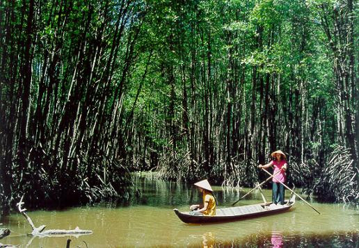 Điểm du lịch Cà Mau hấp dẫn: Rừng đước Năm Căn.